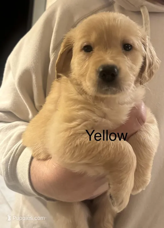 Golden Retriever Girl - Yellow  – Golden Retriever puppy for sale in Indianapolis, IN