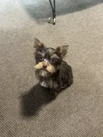 AKC Chocolate Yorkie (carries Parti), a male Yorkshire Terrier for sale in Indianapolis, IN – 3 of 3