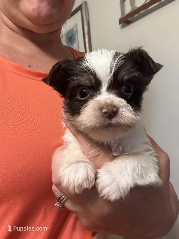 AKC Chocolate Party Boy – Yorkshire Terrier puppy for sale in Indianapolis, IN