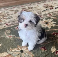 Chocolate Parti Yorkie 3, a female Yorkshire Terrier for sale in Indianapolis, IN – Photo 5 of 6
