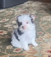 Chocolate Parti Yorkie 3, a female Yorkshire Terrier for sale in Indianapolis, IN – Photo 4 of 6