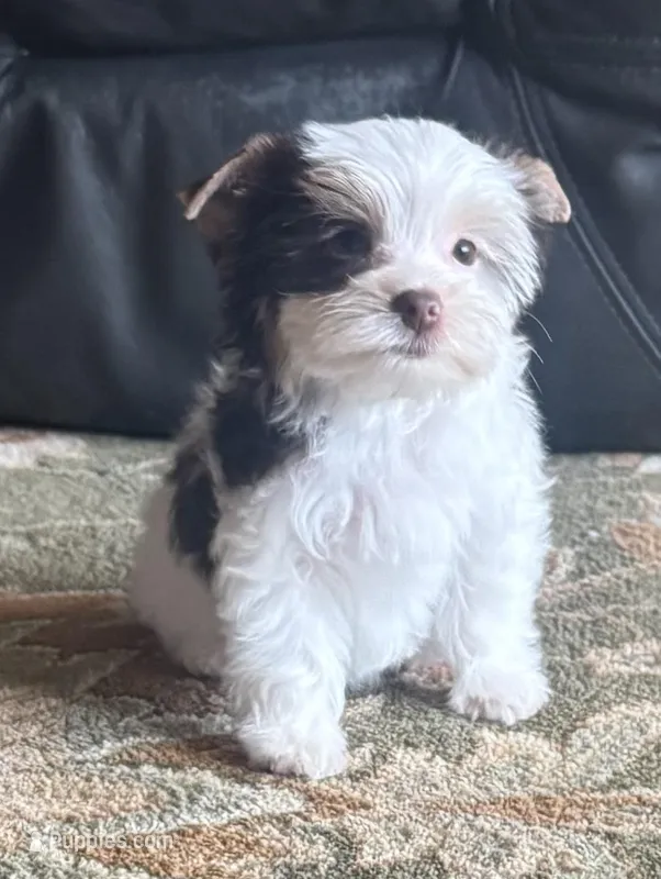 Chocolate Parti Yorkie 3