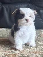 Chocolate Parti Yorkie 3, a female Yorkshire Terrier for sale in Indianapolis, IN – Photo 1 of 6