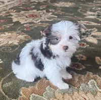 Chocolate Parti Yorkie 3, a female Yorkshire Terrier for sale in Indianapolis, IN – Photo 6 of 6