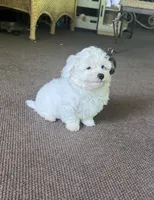 Morkie Boy 2, a male Morkie for sale in Indianapolis, IN – 4 of 5