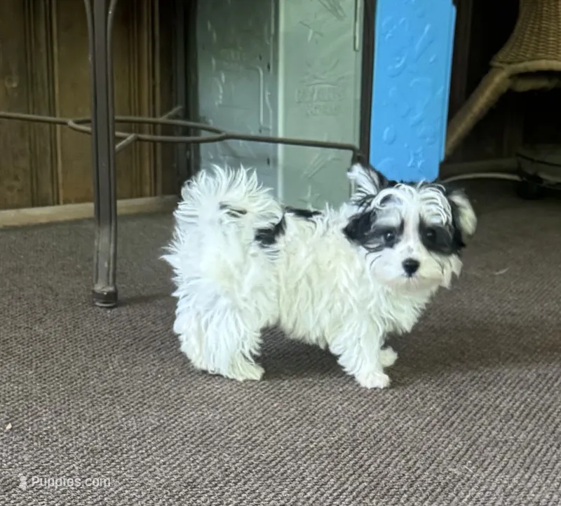 Small Morkie Boy – Morkie puppy for sale in Indianapolis, IN