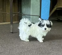 Small Morkie Boy, a male Morkie for sale in Indianapolis, IN – 1 of 5