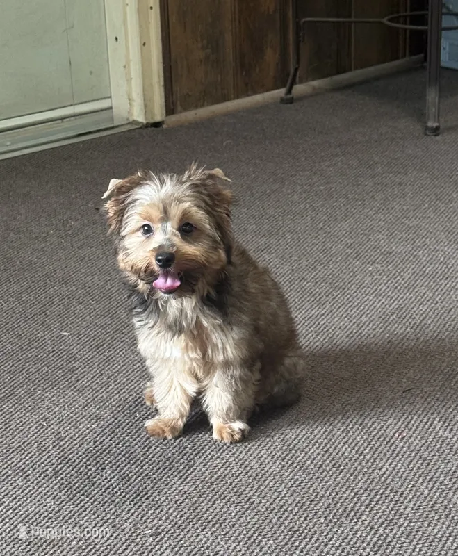 AKC Sable Female Yorkie – Yorkshire Terrier puppy for sale in Indianapolis, IN