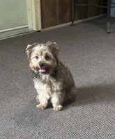 AKC Sable Female Yorkie, a female Yorkshire Terrier for sale in Indianapolis, IN – 1 of 5