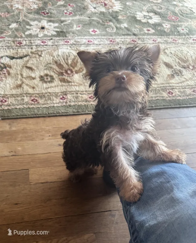 AKC chocolate boy – Yorkshire Terrier puppy for sale in Indianapolis, IN