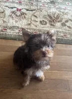 AKC chocolate boy, a male Yorkshire Terrier for sale in Indianapolis, IN – Photo 3 of 3
