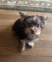 AKC chocolate boy, a male Yorkshire Terrier for sale in Indianapolis, IN – Photo 2 of 3