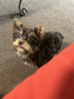 AKC Chocolate Yorkie (carries Parti), a male Yorkshire Terrier for sale in Indianapolis, IN – 2 of 3