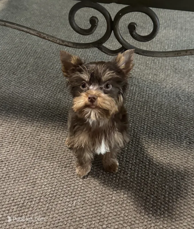 AKC Chocolate Yorkie (carries Parti) – Yorkshire Terrier puppy for sale in Indianapolis, IN