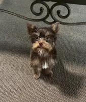 AKC Chocolate Yorkie (carries Parti), a male Yorkshire Terrier for sale in Indianapolis, IN – 1 of 3