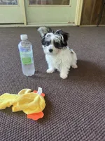 Small Morkie Boy, a male Morkie for sale in Indianapolis, IN – 5 of 5