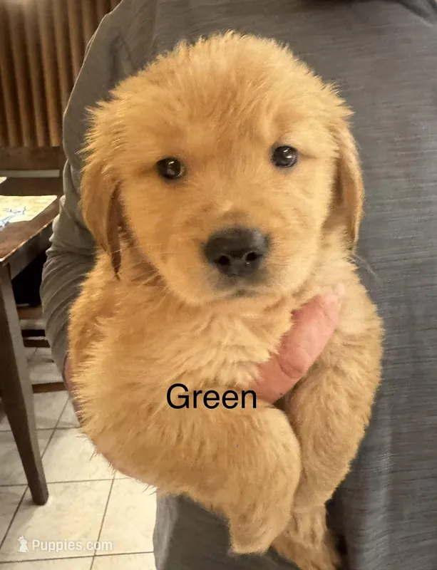 Golden Retriever Green – Golden Retriever puppy for sale in Indianapolis, IN
