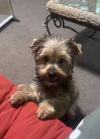 AKC Sable Female Yorkie, a female Yorkshire Terrier for sale in Indianapolis, IN – 2 of 5