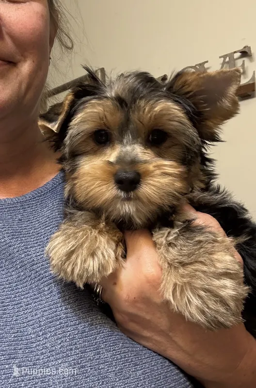 AKC Yorkie Female – Yorkshire Terrier puppy for sale in Indianapolis, IN