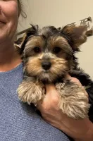 AKC Yorkie Female, a female Yorkshire Terrier for sale in Indianapolis, IN – 1 of 4