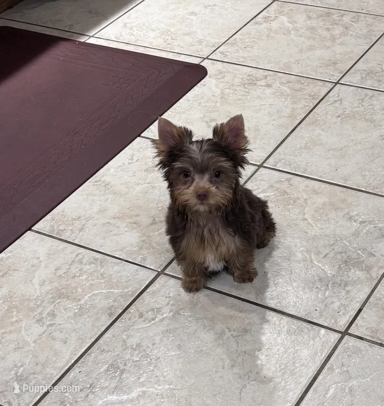 Chocolate Yorkie Boy 2 – Yorkshire Terrier puppy for sale in Indianapolis, IN