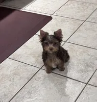 Chocolate Yorkie Boy 2, a male Yorkshire Terrier for sale in Indianapolis, IN – 1 of 3