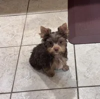 Chocolate Yorkie Boy 2, a male Yorkshire Terrier for sale in Indianapolis, IN – 3 of 3