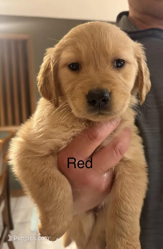 Golden Retriever Boy - Red  – Golden Retriever puppy for sale in Indianapolis, IN