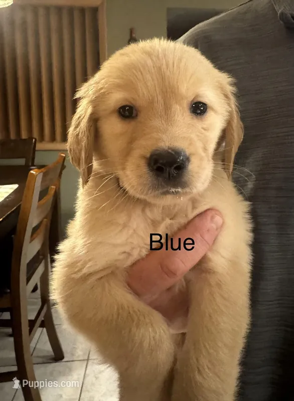Golden Retriever Boy - Blue – Golden Retriever puppy for sale in Indianapolis, IN