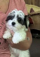 Small Morkie Boy, a male Morkie for sale in Indianapolis, IN – 2 of 5