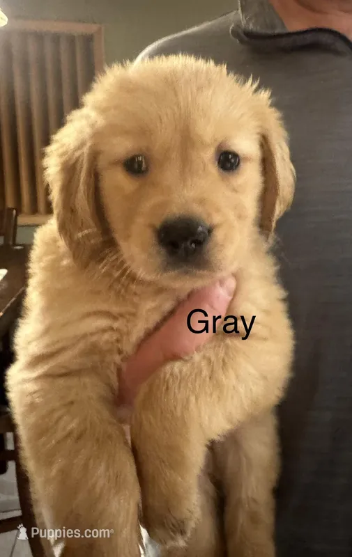 Golden Retriever Boy Grey – Golden Retriever puppy for sale in Indianapolis, IN