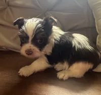 AKC Chocolate Party Boy, a male Yorkshire Terrier for sale in Indianapolis, IN – 2 of 4
