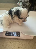 Tiny Morkie Boy, a male Morkie for sale in Indianapolis, IN – 4 of 4