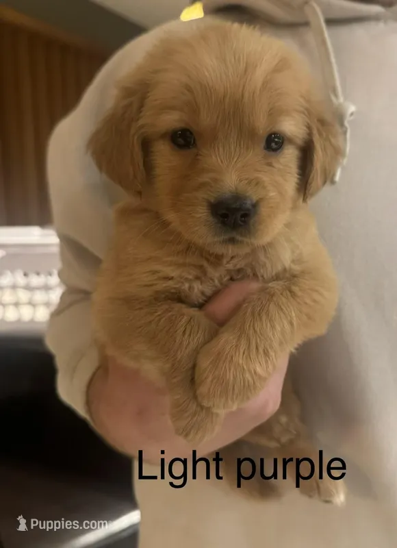 Golden Retriever Girl - light purple – Golden Retriever puppy for sale in Indianapolis, IN