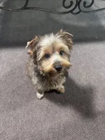 AKC Sable Female Yorkie, a female Yorkshire Terrier for sale in Indianapolis, IN – 5 of 5