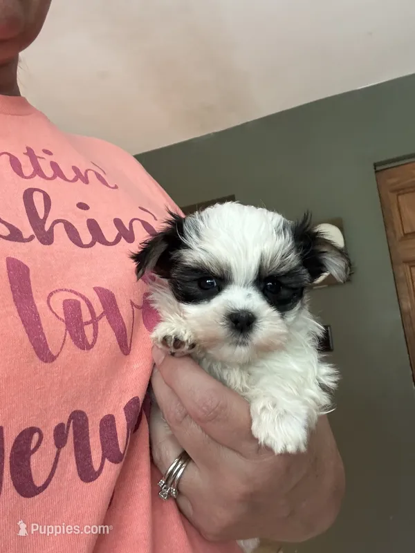 Tiny Female Morkie  – Morkie puppy for sale in Indianapolis, IN