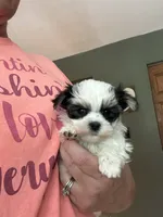 Tiny Female Morkie , a female Morkie for sale in Indianapolis, IN – 1 of 3