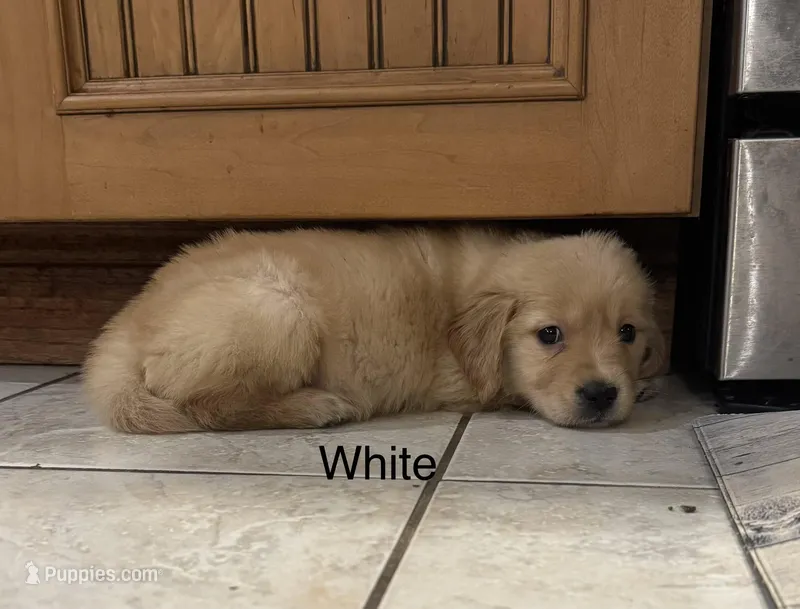 Golden Retriever Girl - White – Golden Retriever puppy for sale in Indianapolis, IN