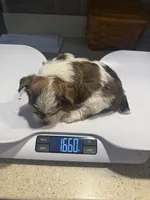 AKC Chocolate Party Boy, a male Yorkshire Terrier for sale in Indianapolis, IN – 4 of 4