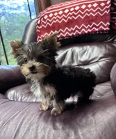 Tiny AKC Yorkie Male, a male Yorkshire Terrier for sale in Indianapolis, IN – 2 of 5