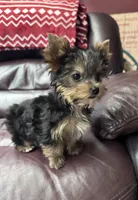 Tiny AKC Yorkie Male, a male Yorkshire Terrier for sale in Indianapolis, IN – 3 of 5