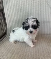 Tiny Morkie Boy, a male Morkie for sale in Indianapolis, IN – 3 of 4