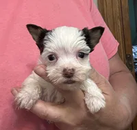AKC Chocolate Parti Female , a female Yorkshire Terrier for sale in Indianapolis, IN – 2 of 4