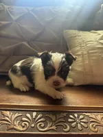 AKC Chocolate Party Boy, a male Yorkshire Terrier for sale in Indianapolis, IN – 3 of 4