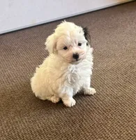 Morkie Boy 2, a male Morkie for sale in Indianapolis, IN – 2 of 4