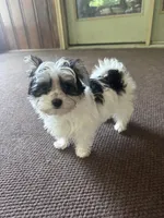 Small Morkie Boy, a male Morkie for sale in Indianapolis, IN – 4 of 5