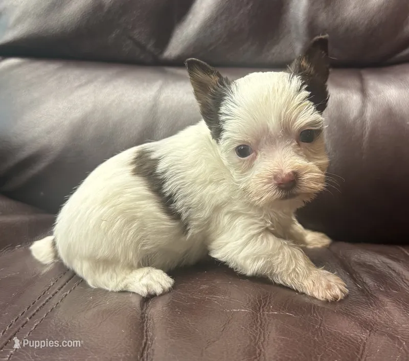 AKC Chocolate Parti Female  – Yorkshire Terrier puppy for sale in Indianapolis, IN