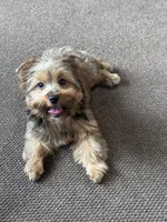 AKC Sable Female Yorkie, a female Yorkshire Terrier for sale in Indianapolis, IN – 3 of 5