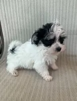Tiny Morkie Boy, a male Morkie for sale in Indianapolis, IN – 2 of 4