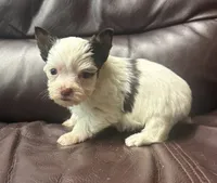 AKC Chocolate Parti Female , a female Yorkshire Terrier for sale in Indianapolis, IN – 3 of 4